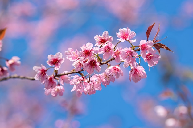 Linda flor rosa de Sakura desabrochando no fundo do céu azul