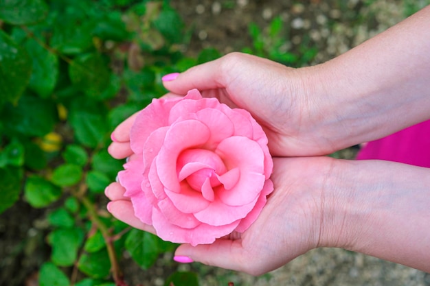 Linda flor rosa deicada em mãos femininas fecha Rosa como símbolo de vagina e virgindade Conceito de saúde feminina