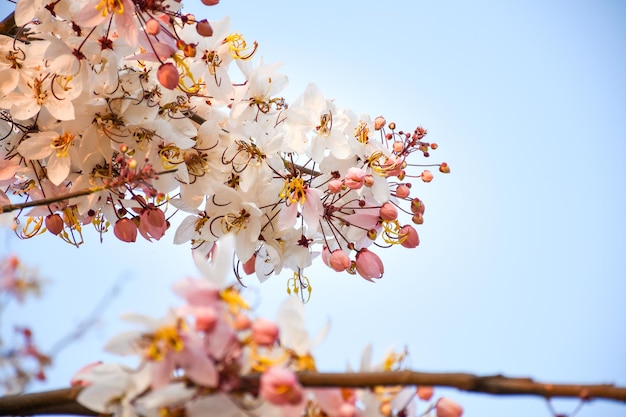 Linda flor rosa e branca suave da árvore dos desejos florescendo com fundo desfocado