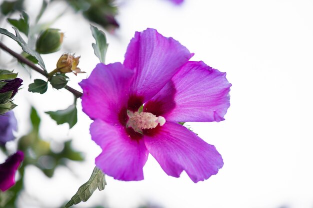 Foto linda flor rosa e roxa fecha na folhagem.