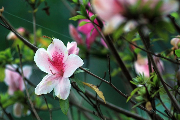 Linda flor rosa e vermelha