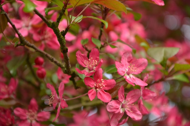 linda flor rosa flores decorativas macieiras no jardim primavera