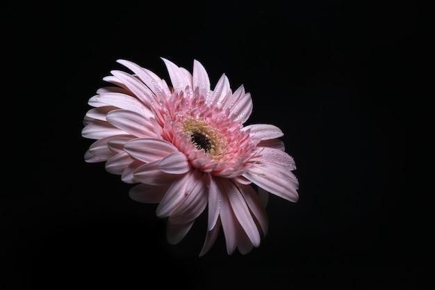 Linda flor rosa gerbera, margarida transvaal