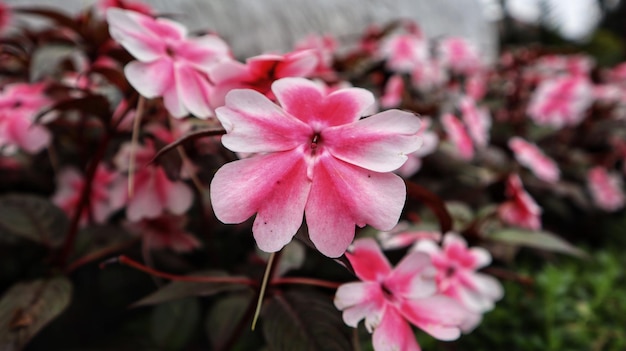 Linda flor rosa impaciente de Sunpatien florescendo no jardim