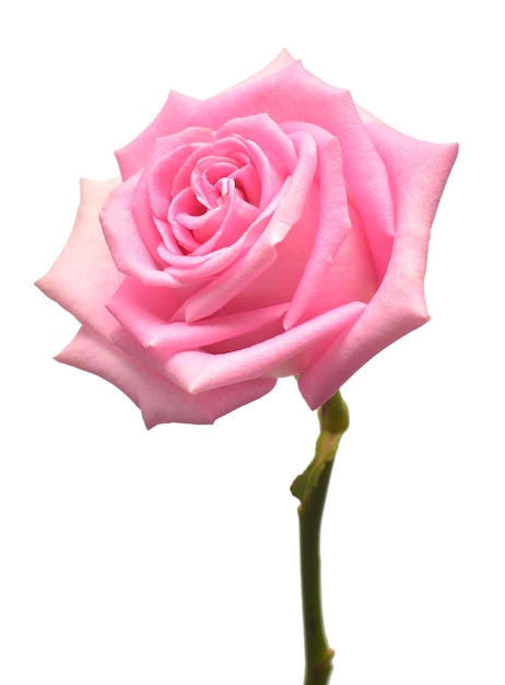 Foto linda flor rosa isolada no fundo branco. cartão de casamento. saudações. verão. mola. postura plana, vista superior. ame. dia dos namorados