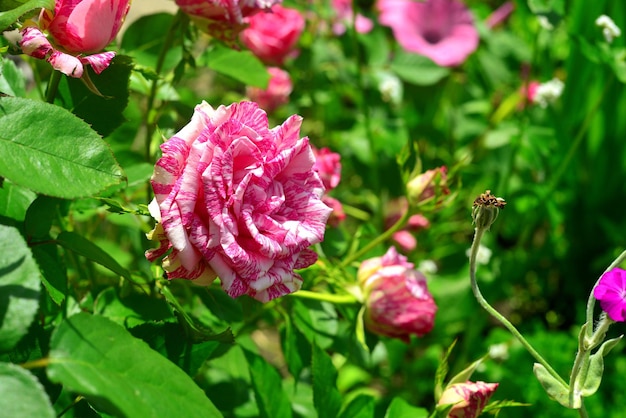 Linda flor rosa listrada no jardim no fundo do gramado. Muita vegetação e um canteiro de flores. Projeto paisagístico. Natureza. Plantas perenes. Cor rosa e branco