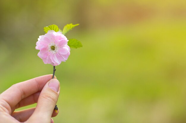 Foto linda flor rosa na mão feminina