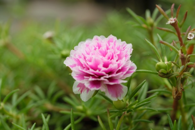 Linda flor rosa, naturalmente lindas flores no jardim