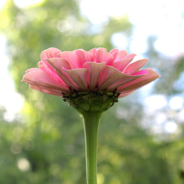 Linda flor rosa no jardim de verão