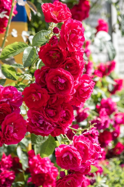 Linda flor rosa no jardim.