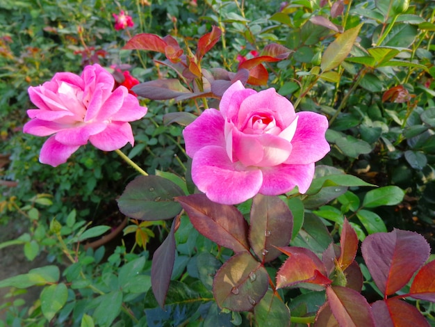 linda flor rosa no jardim