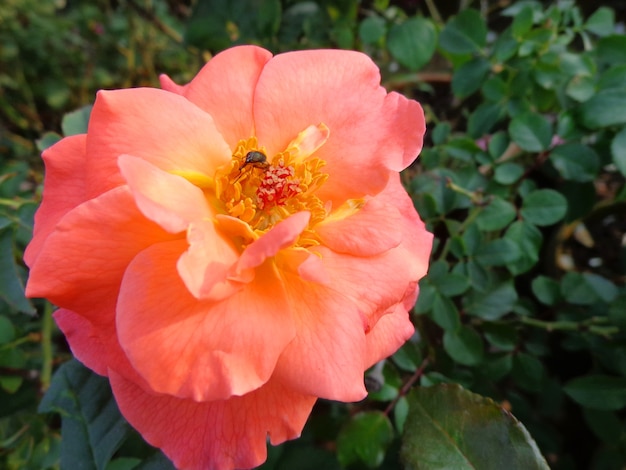 linda flor rosa no jardim