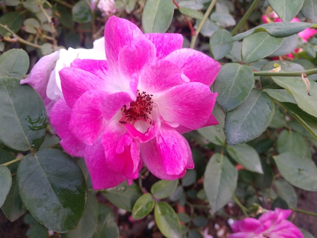 linda flor rosa no jardim