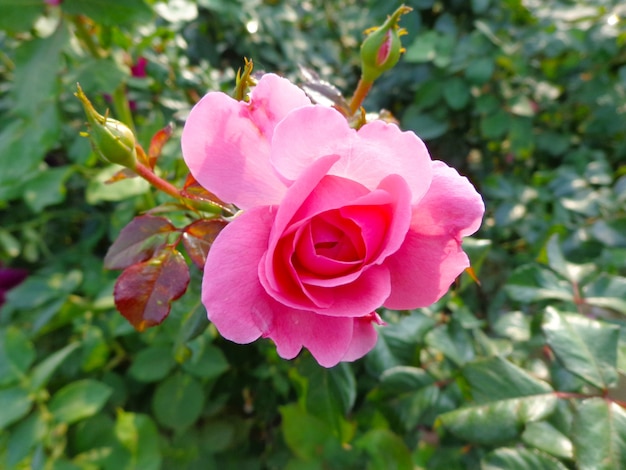 linda flor rosa no jardim