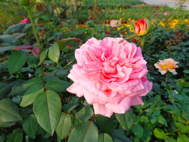 Linda flor rosa no jardim