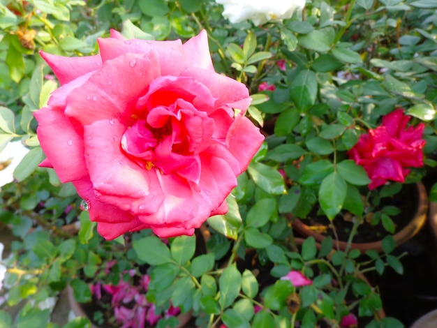 linda flor rosa no jardim