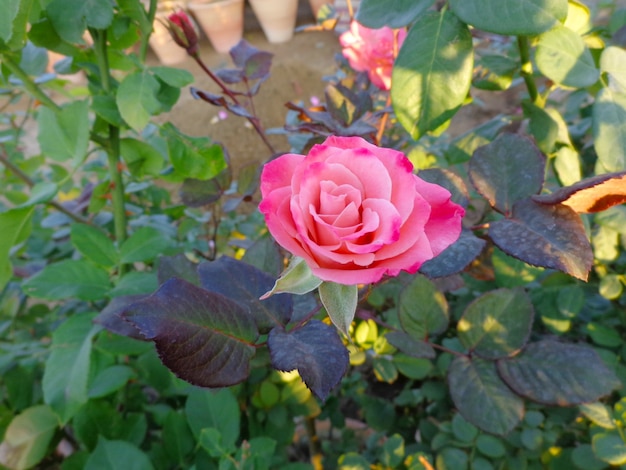 linda flor rosa no jardim