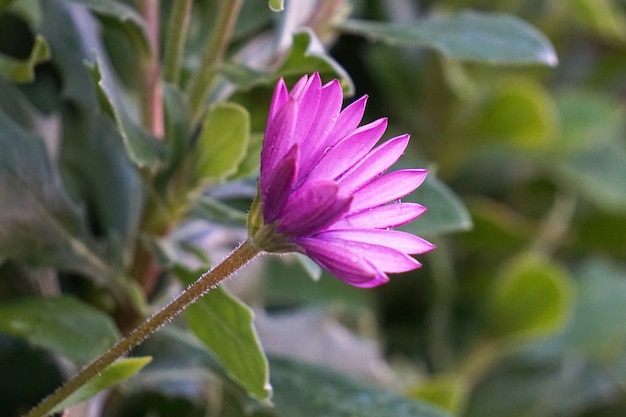 linda flor rosa no jardim