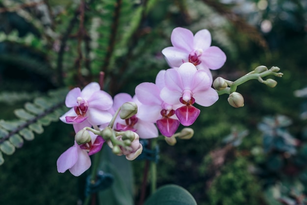 Linda flor rosa orhid desabrochando