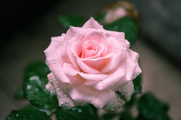 Linda flor rosa rosa com pingos de chuva deixa o fundo da natureza papel de parede