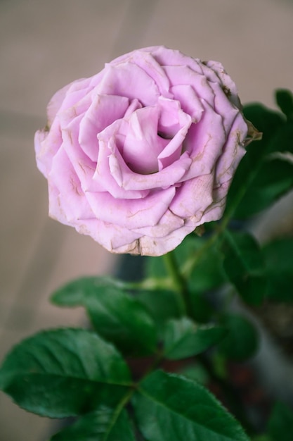 Linda flor rosa roxa com pingos de chuva deixa o fundo Papel de parede natural