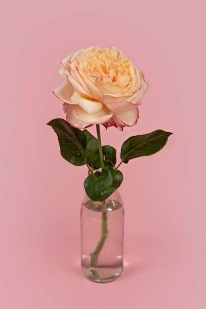 Linda flor rosa única em vaso de vidro com água no fundo rosa