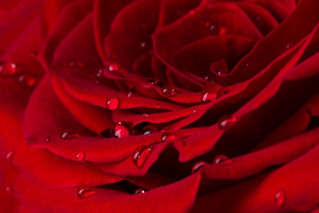 Linda flor rosa vermelha com gotas de água closeup Macrofotografia de cabeça de flor rosa