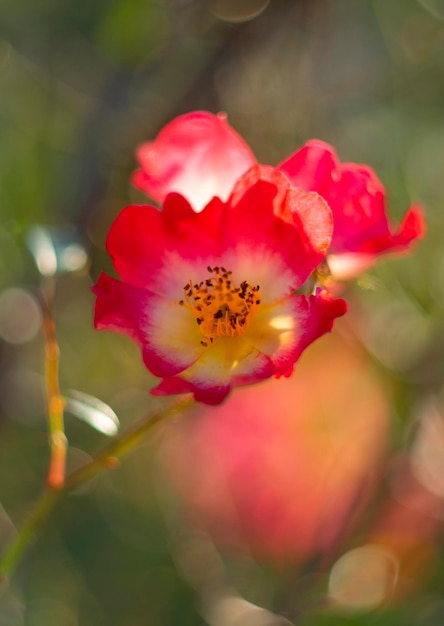 Linda flor rosa vermelha e bokeh em um dia ensolarado e quente