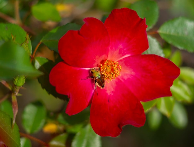 Linda flor rosa vermelha em um dia ensolarado e quente