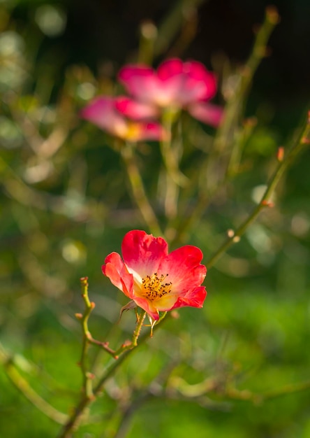 Foto linda flor rosa vermelha em um dia ensolarado e quente
