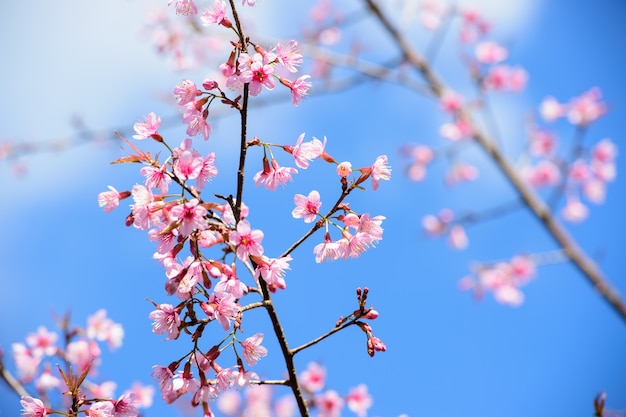 Linda flor rosa