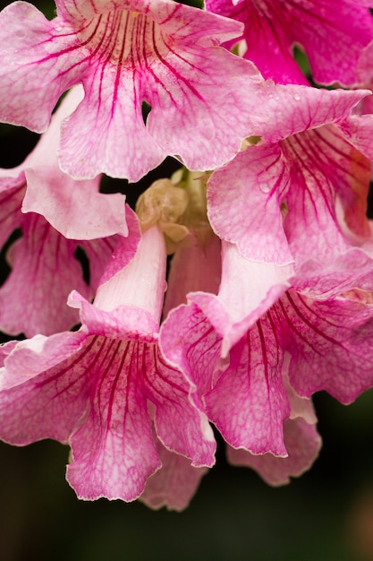 Foto linda flor rosa