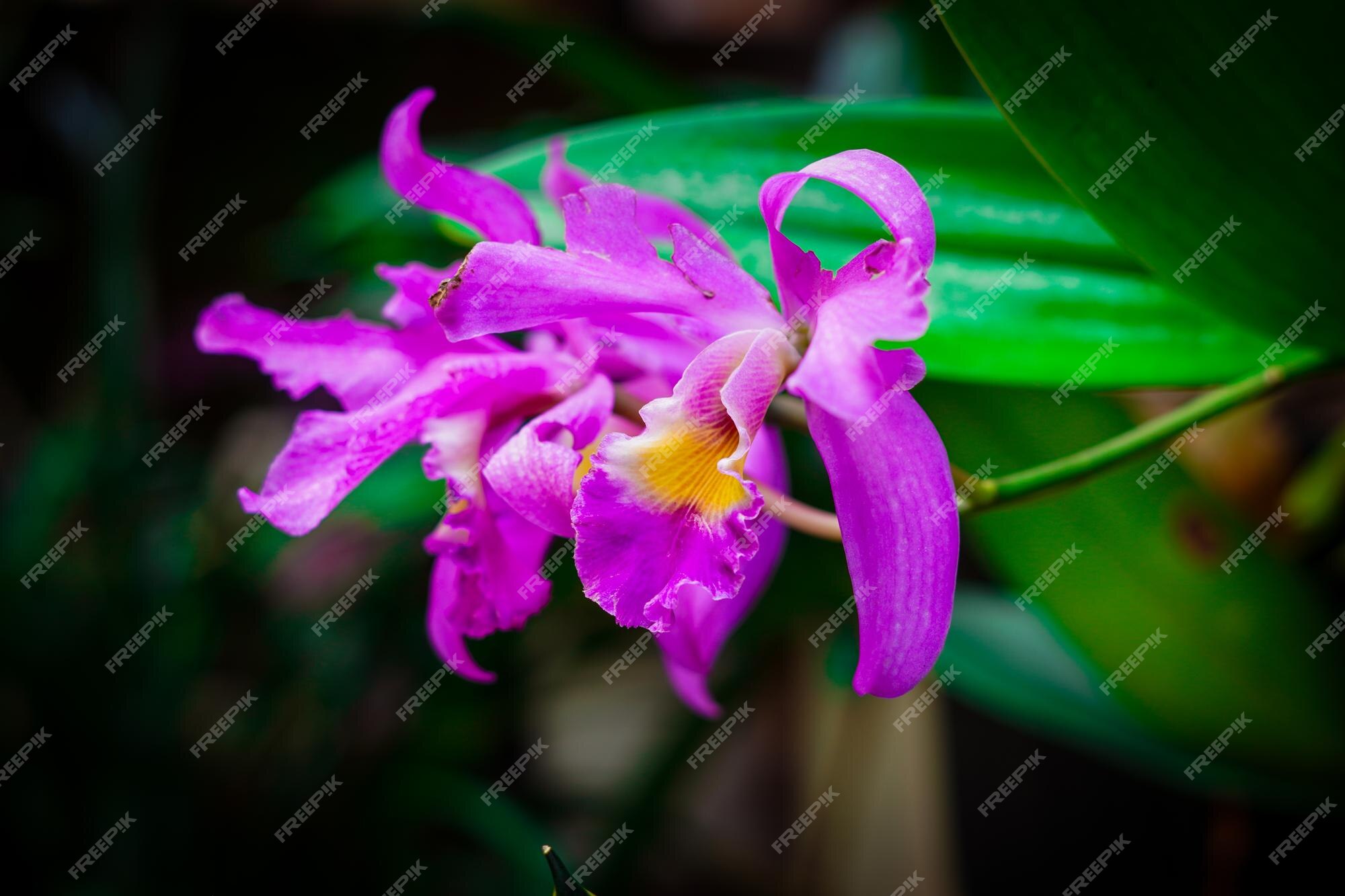 Linda flor roxa cattleya labiata, a cattleya carmesim, uma orquídea de  floração rosa púrpura | Foto Premium