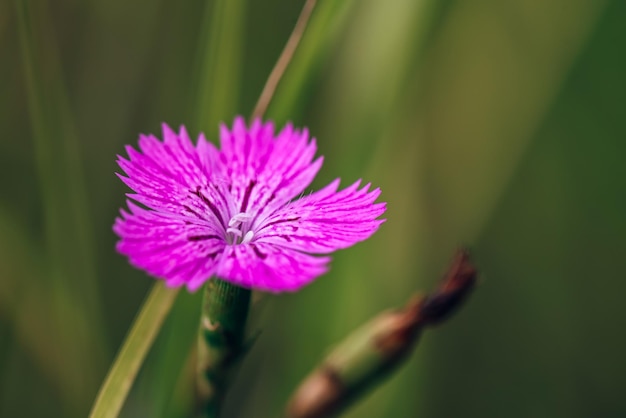 Linda flor roxa da floresta