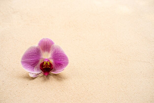 Linda flor roxa phalaenopsis orquídea em fundo arenoso.