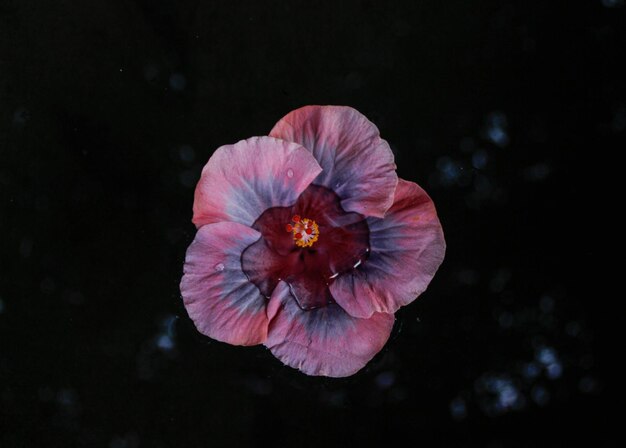 Linda flor tropical rosa e azul cheia de água e gotas de chuva