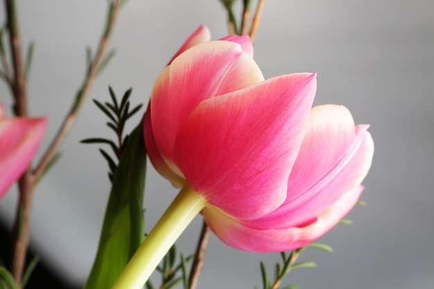 Foto linda flor tulipa rosa