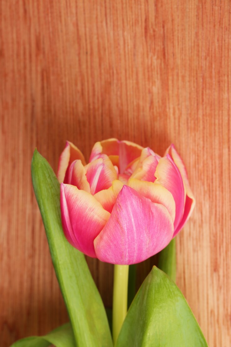 Foto linda flor tulipa rosa