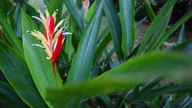 Linda flor verde árvore e textura de folha