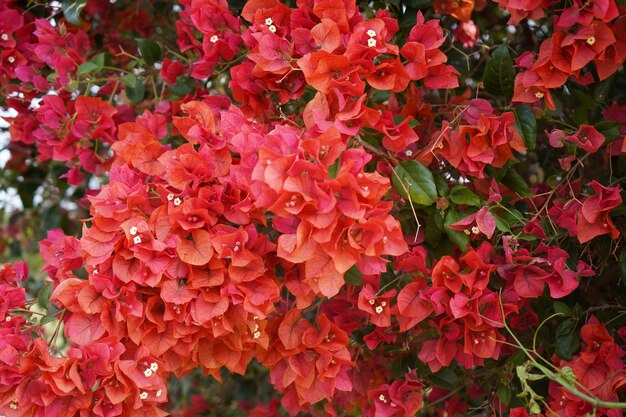 Linda flor vermelha da primavera no campo