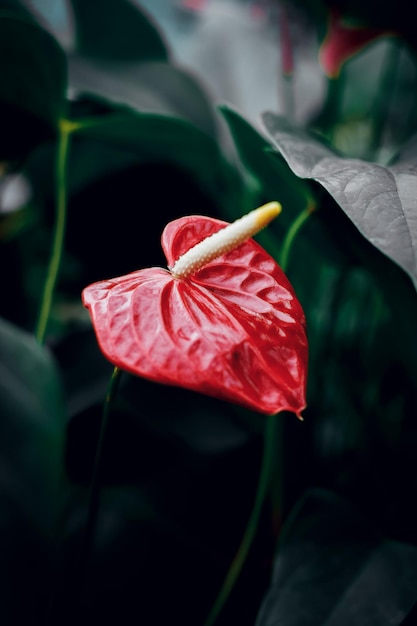 Foto linda flor vermelha em um fundo verde anthurium rare