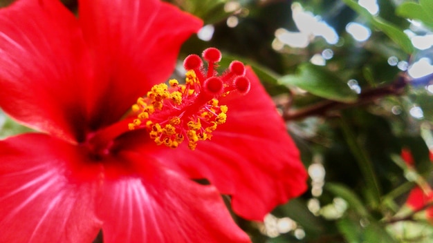 Linda flor vermelha em uma árvore. Tailândia.