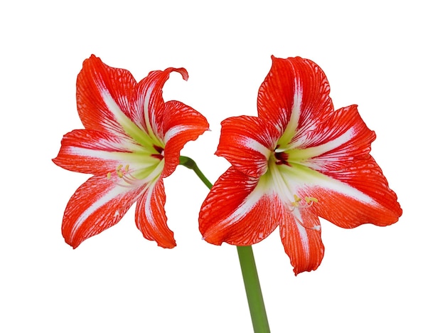 Foto linda flor vermelha listrada isolada em um fundo branco