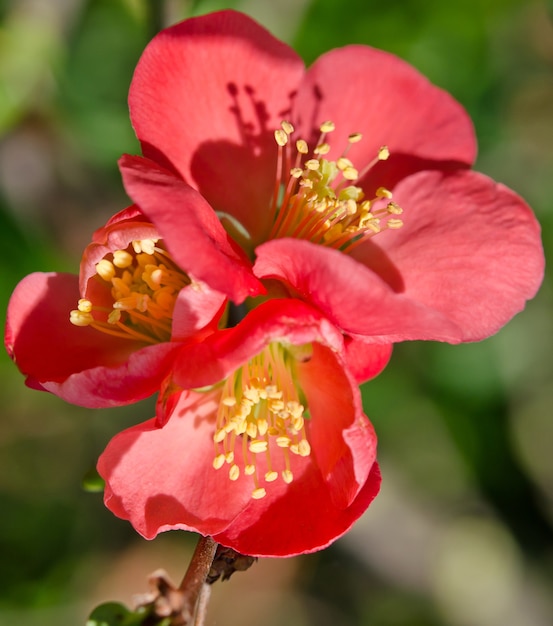 Foto linda flor vermelha