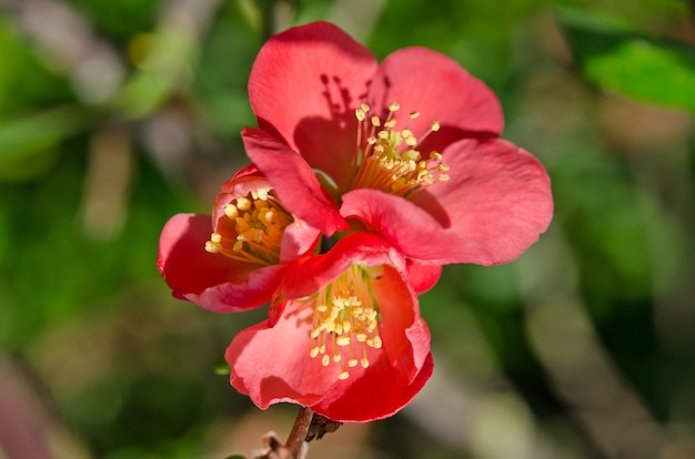 Foto linda flor vermelha