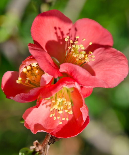 Foto linda flor vermelha