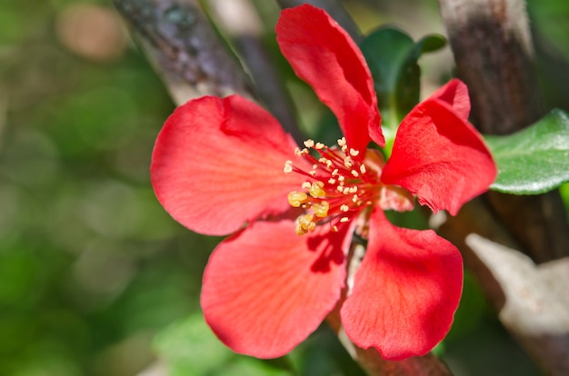 Linda flor vermelha