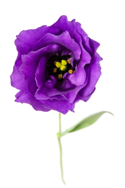 Linda flor violeta de eustoma isolada no fundo branco