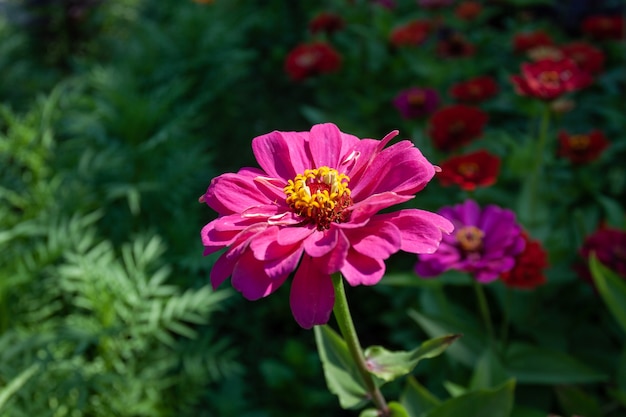 Linda flor zinia em flor