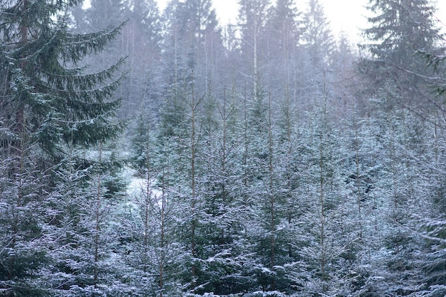 Linda floresta de coníferas verdes de inverno nas encostas das montanhas Recreação ao ar livre na temporada de inverno